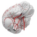 The brain arteries Royalty Free Stock Photo