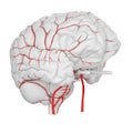 The brain arteries Royalty Free Stock Photo