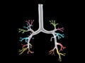 The bronchi segments Royalty Free Stock Photo