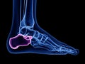 the calcaneus bone Royalty Free Stock Photo