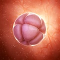 a 8 cell stage embryo Royalty Free Stock Photo