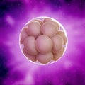 a 16 cell stage embryo Royalty Free Stock Photo