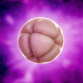 A 8 cell stage embryo Royalty Free Stock Photo