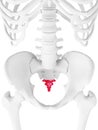 The coccyx Royalty Free Stock Photo