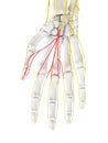 The Common Palmar Digital Branches Median Nerve Royalty Free Stock Photo