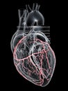 The coronary arteries Royalty Free Stock Photo