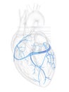 The coronary veins