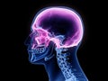 The cranium Royalty Free Stock Photo