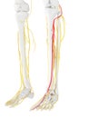 The Deep Peroneal Nerve Royalty Free Stock Photo