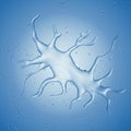 A dendritic cell