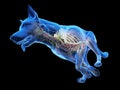 A dogs internal anatomy