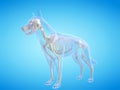 the dogs skeletal system