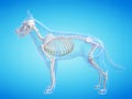 the dogs skeletal system
