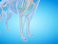 The dogs skeletal system