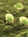 Dust mites