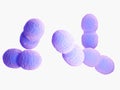 An enterococcus bacteria Royalty Free Stock Photo