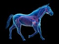 The equine anatomy - the vascular system