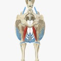 Adductor