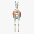 Gluteus Superficialis Royalty Free Stock Photo