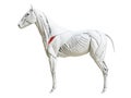 The equine muscle anatomy - infraspinatus
