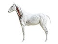 the equine muscle anatomy - longus colli