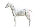 The equine muscle anatomy - semitendinosus Royalty Free Stock Photo