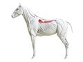 the equine muscle anatomy - serratus dorsalis Royalty Free Stock Photo