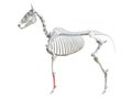 The equine skeleton - cannon bone