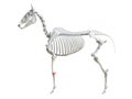 The equine skeleton - carpus