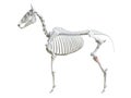 The equine skeleton - fibula