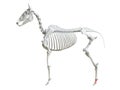 The equine skeleton - first phalange Royalty Free Stock Photo