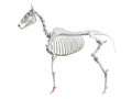 The equine skeleton - first phalange Royalty Free Stock Photo