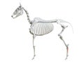 The equine skeleton - fourth metatarsal