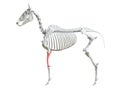 the equine skeleton - radius