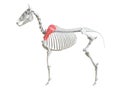 The equine skeleton - scapula Royalty Free Stock Photo