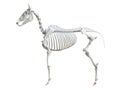 The equine skeleton - second phalange Royalty Free Stock Photo