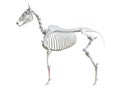 The equine skeleton - splint bone Royalty Free Stock Photo