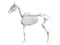 The equine skeleton - talus