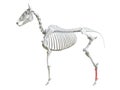 The equine skeleton - third metatarsal