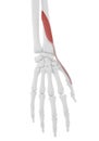 The Extensor Pollicis Brevis