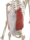 the external oblique abdominal muscle