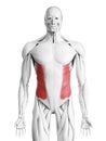 The external oblique muscle