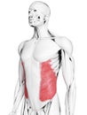 The external oblique muscle