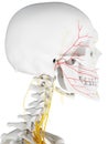 The facial nerve