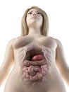 A females abdominal organs