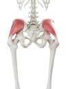 A females gluteus medius