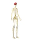 A females nervous system Royalty Free Stock Photo