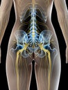 A females sciatic nerve Royalty Free Stock Photo