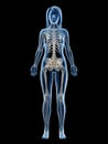 A females skeletal system Royalty Free Stock Photo