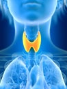 A females thyroid gland